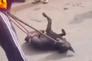 太陽報：摩洛哥當局為世界杯清理街道，正在消滅300萬只流浪狗