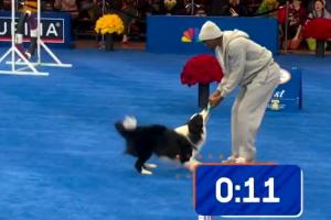 馬克西參加小狗競賽??邊牧半路咬住了他手里的玩具