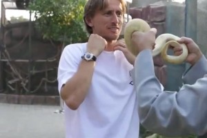 沙特老哥拿著蛇要給莫德里奇當(dāng)圍脖，差點(diǎn)給四旬老漢嚇?biāo)??