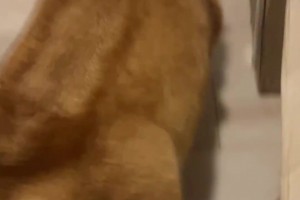 靜雨：科爾把常規(guī)賽的哲學用到了季后賽 這時候要硬碰硬打身體的